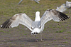 2cy argentatus in Jan-Febr, ringed in Russia.