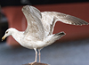 2cy argentatus in Jan-Febr, ringed in Russia.