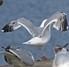 2cy argentatus in Jan-Febr, ringed in Russia.