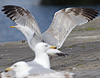 2cy argentatus in Jan-Febr, ringed in Russia.