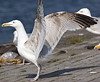 2cy argentatus in Jan-Febr, ringed in Russia.