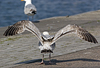 2cy argentatus in Jan-Febr, ringed in Russia.