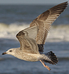 Herring Gull