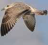 Herring Gull