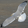 Herring Gull