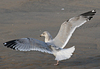 Herring Gull