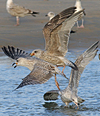 Herring Gull