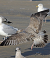 Herring Gull