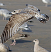 Herring Gull