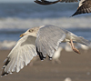Herring Gull