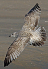 Herring Gull