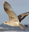Herring Gull