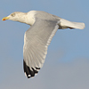 Herring Gull