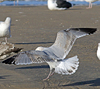 Herring Gull