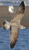 Herring Gull