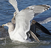 Herring Gull