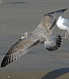 Herring Gull