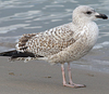 3cy argentatus in January. (80207 bytes)