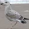 3cy argentatus in January. (80207 bytes)