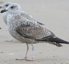 3cy argentatus in January. (80207 bytes)