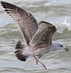 3cy argentatus in January. (80207 bytes)