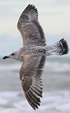 3cy argentatus in January. (80207 bytes)