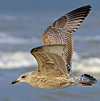 3cy argentatus in January. (80207 bytes)