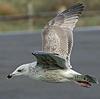 2cy argentatus in February, ringed in Norway. (75189 bytes)