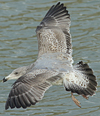 2cy argentatus in February, ringed in Norway. (75189 bytes)