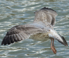 2cy argentatus in February, ringed in Norway. (75189 bytes)