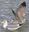 2cy argentatus in February, ringed in Norway. (75189 bytes)