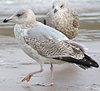 2cy argentatus in February, ringed in Norway. (75189 bytes)