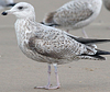 2cy argentatus in February, ringed in Norway. (75189 bytes)