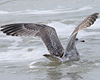 2cy argentatus in February, ringed in Norway. (75189 bytes)