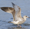 2cy argentatus in February, ringed in Norway. (75189 bytes)