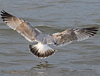 3cy argentatus in January. (80207 bytes)