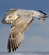 2cy argentatus in February, ringed in Norway. (75189 bytes)