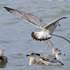 2cy argentatus in February, ringed in Norway. (75189 bytes)