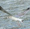 3cy argentatus in January. (80207 bytes)