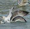 3cy argentatus in January. (80207 bytes)