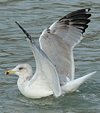 3cy argentatus in January. (80207 bytes)