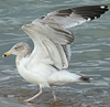 3cy argentatus in January. (80207 bytes)