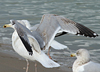 3cy argentatus in January. (80207 bytes)