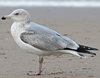 3cy argentatus in January. (80207 bytes)