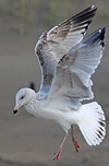 3cy argentatus in January. (80207 bytes)