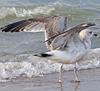 3cy argentatus in January. (80207 bytes)