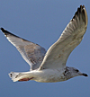3cy argentatus in January. (80207 bytes)