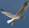 3cy argentatus in January. (80207 bytes)