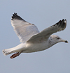 3cy argentatus in January. (80207 bytes)