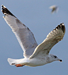 3cy argentatus in January. (80207 bytes)